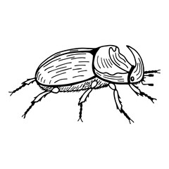 Rhinoceros beetle. Illustrator Artwork. Vector stock illustration eps10. Isolate on a white background, outline. Hand drawing.
