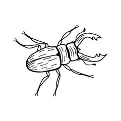 Beetle Rogach, Deer. Illustrator Artwork. Vector stock illustration eps10. Isolate on a white background, outline. Hand drawing.