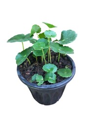 plant in a pot  isolated on white background by front view