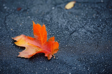 A leaf is laying on the ground, and it is the color orange. The leaf is on a black surface, and it is wet