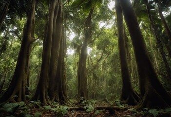 Henri Tree trunks buttressed tallest View nutrients canopy National tropical carry Pittier interior jungle Venezuela roots floor Forest tree forest - obrazy, fototapety, plakaty