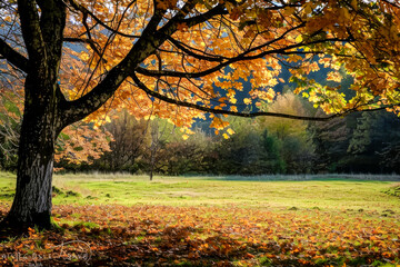 A tree with leaves on it is in a field. The leaves are orange and yellow. The field is empty and peaceful