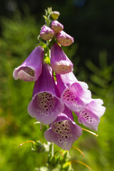 Fototapete bei efototapeten.de bestellen   