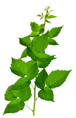 Raspberry bush, isolated on transparent, png. Green leaves of raspberry, garden raspberry, leaves....
