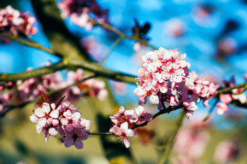 Pretty Branch of an Ornamental Landscaping Bush or Tree with Pink Spring Blooms or Flowers and Buds or Budding and Vibrant Blue Sky or Skies Behind 