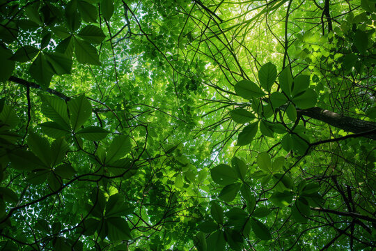 A lush green forest with leaves and branches. The forest is full of life and is a beautiful sight to behold