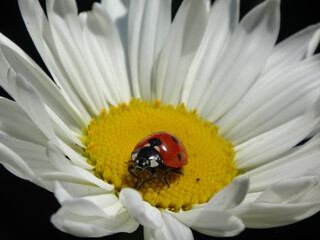 Obraz premium Seven-spot ladybird beetle (Coccinella septempunctata) on an ox-eye daisy flower