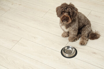 Cute Maltipoo dog and his bowl on floor, space for text. Lovely pet