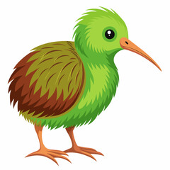 Kiwi bird vector illustration an  white background 