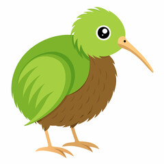 Kiwi bird vector illustration an  white background 