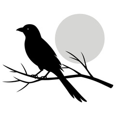 Bird Silhouette on Sunset Branch Vector Illustration for Wall Art & Posters white background