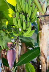 Banana Tree.Bunch of bananas on the tree