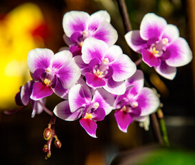 Beautiful pink purple white Phalaenopsis or Moth dendrobium Orchid flower in winter in home on...