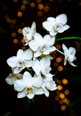 Beautiful white Phalaenopsis or Moth dendrobium Orchid flower in winter in home on black golden bokeh background. Floral nature background. Selective focus.