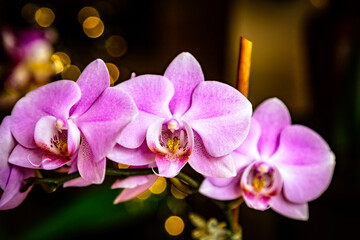 Beautiful pink Phalaenopsis or Moth dendrobium Orchid flower in winter in home on black golden...