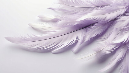 Beautiful Abstract Light Lavender Feathers on White Background