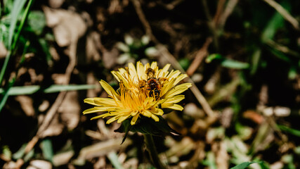 Fototapeta premium Yellow wild flower with bee