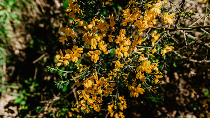 Yellow wild flowers