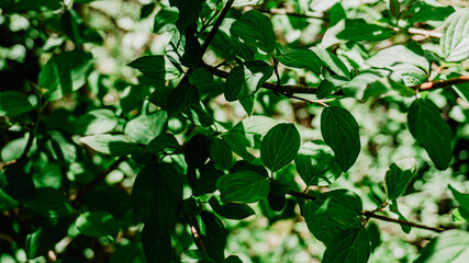 Beautiful plant with leaves