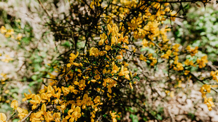 Yellow wild flowers