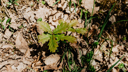 Beautiful plant with leaves