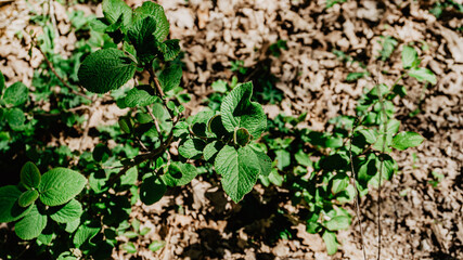 Fototapeta premium Beautiful plant with leaves