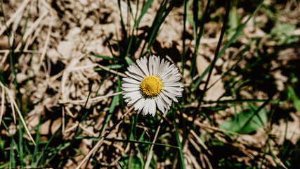 Beautiful wild white flower