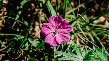Beautiful wild purple flower