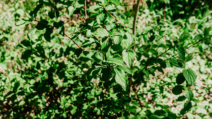 Obraz premium Beautiful wild plant with leaves