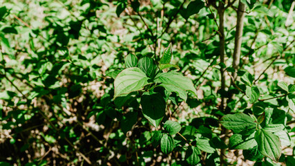 Beautiful wild plant with leaves