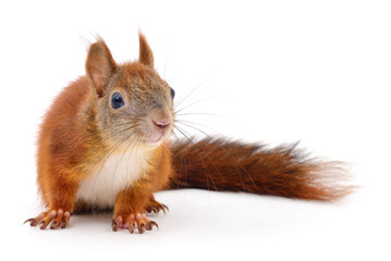 Eurasian red squirrel. - obrazy, fototapety, plakaty