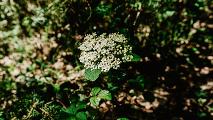 Beautiful wild white flower