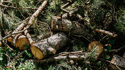 Logs lying in the middle of the forest