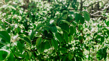 Beautiful wild plant with leaves