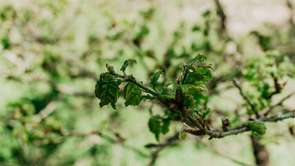 Beautiful wild plant with leaves