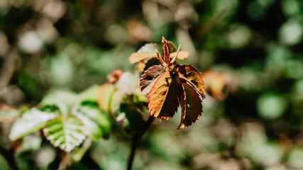 Beautiful wild orange leaves