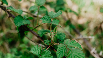 Beautiful wild plant with leaves