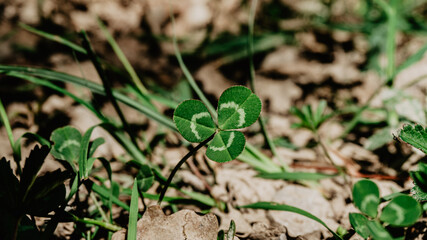 beautiful clover
