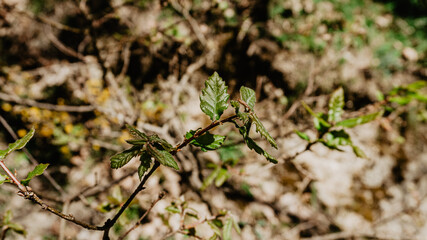 Beautiful wild plant with leaves
