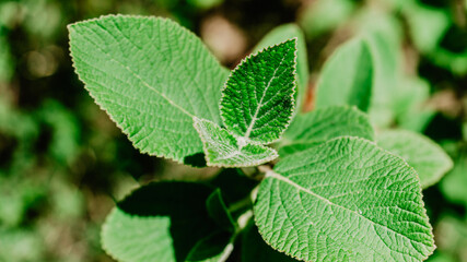 Beautiful wild plant with leaves