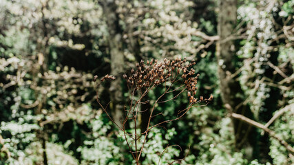 Beautiful wild dried flowers
