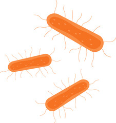 Escherichia coli E.coli