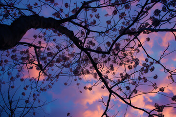 A tree with pink blossoms is silhouetted against a blue sky. The sky is filled with clouds and the sun is setting