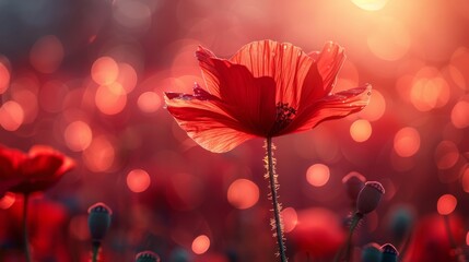 As the afternoon sun shines on a red poppy - obrazy, fototapety, plakaty