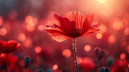 Fototapeten As the afternoon sun shines on a red poppy © DZMITRY