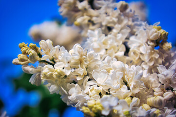 Flieder - Ecology - Frühling - Springtime- Spring - Background - Concept - Blooming - Flower - Bloom - Green - Wonderful - High quality photo - obrazy, fototapety, plakaty