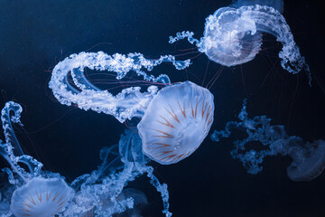 underwater photos of jellyfish chrysaora plocamia south america sea nettle
