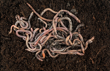Earthworms in black soil as background, top view. Garden compost and worms.