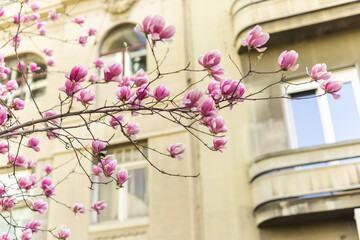 Blooming pink magnolias on the streets and in the courtyards of houses. Magnolia tree with pink...