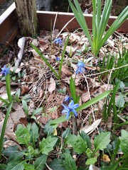 シラー・ペルビアナ